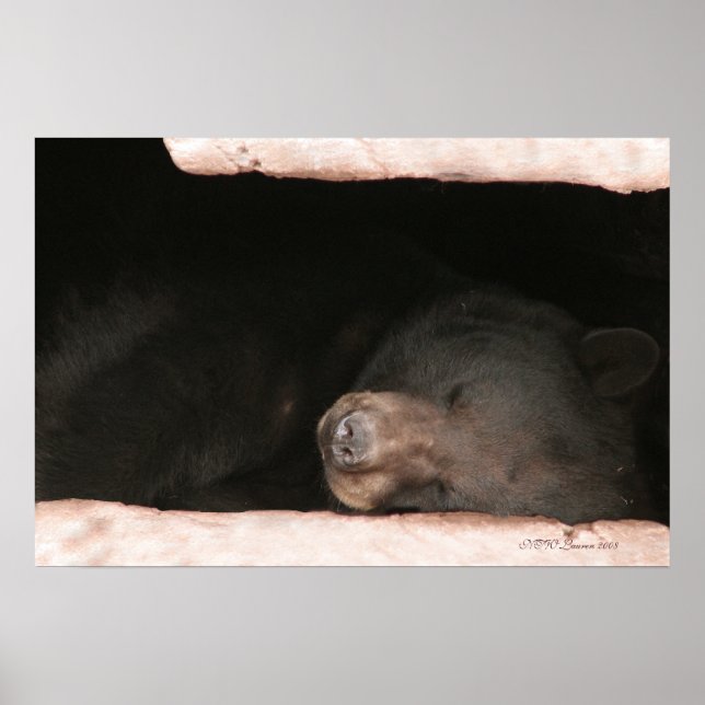 Sleeping Bear 2 Poster (Front)