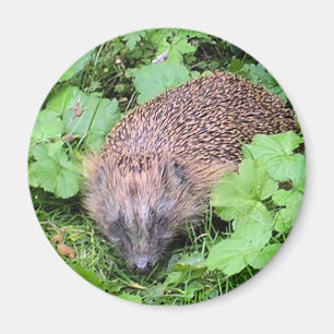 Sleeping Beauty Magnet