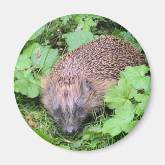 Sleeping Beauty Magnet