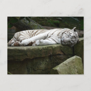 Sleeping Bengal White Tiger Photography Postcard