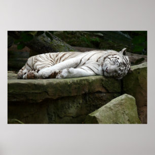 Sleeping Bengal White Tiger Photography Poster