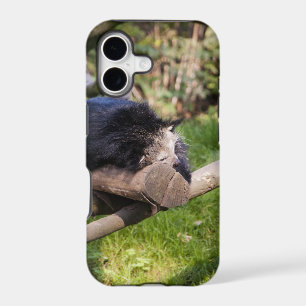 Sleeping Binturong