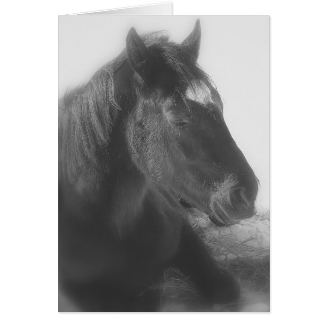 Sleeping Black Horse (Front)