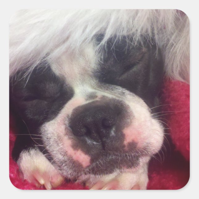 Sleeping Boston Terrier Sticker (Front)