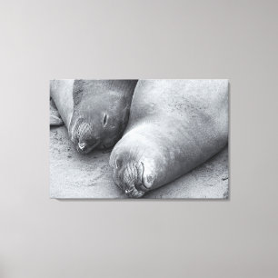 Sleeping Buddies Canvas Print