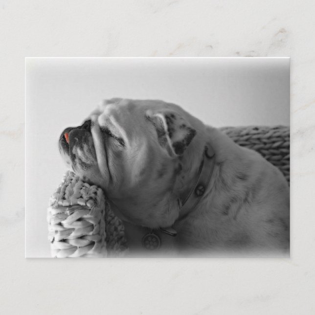 Sleeping Bulldog Postcard (Front)