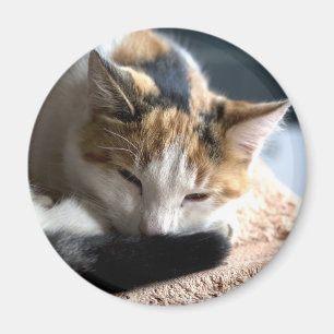 Sleeping Calico Cat Magnet