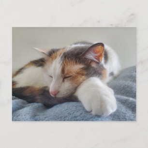 Sleeping Calico cat Postcard