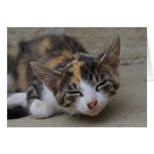 Sleeping Calico Kitten