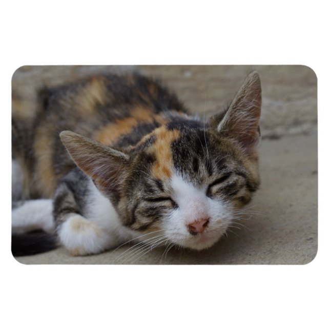 Sleeping Calico Kitten Magnet (Horizontal)