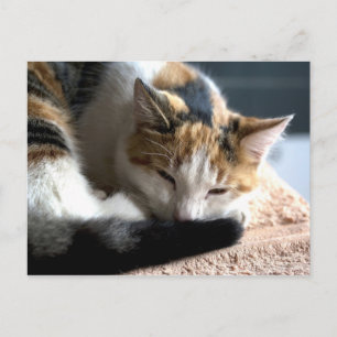 Sleeping Calico Postcard