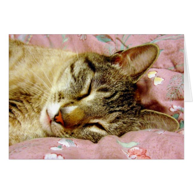 Sleeping Cat (Front Horizontal)