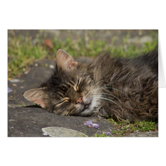 Sleeping Cat (Front Horizontal)