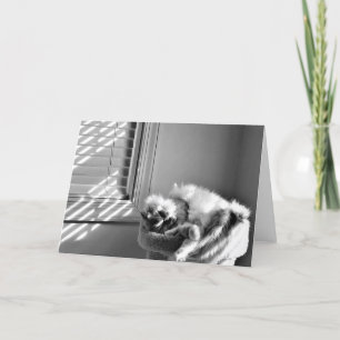 Sleeping Cat, card