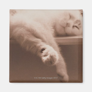 Sleeping Cat Magnet