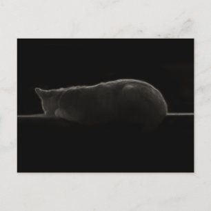 Sleeping Cat Photograph Postcard