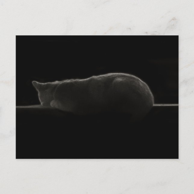 Sleeping Cat Photograph Postcard (Front)