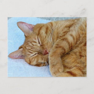 Sleeping Cat Postcard