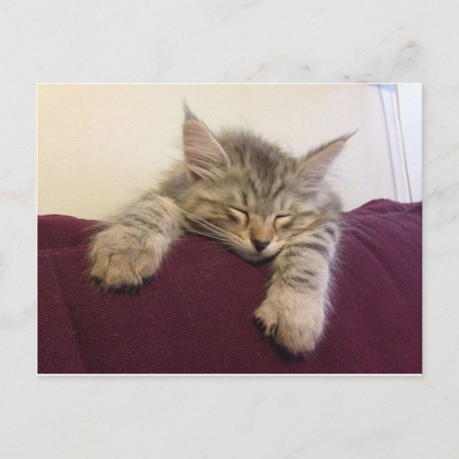 Sleeping cat postcard (Front)