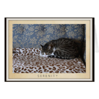 Sleeping Cat - Serenity