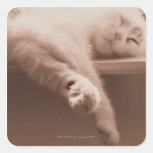 Sleeping Cat Square Sticker