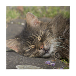 Sleeping Cat Tile