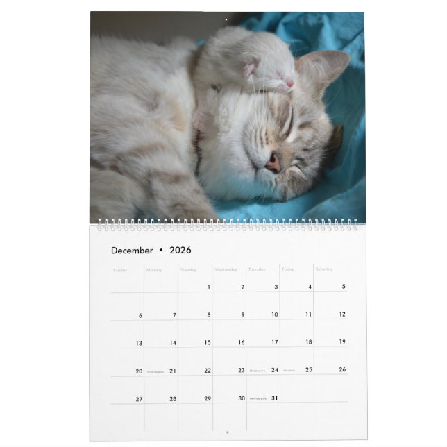 Sleeping Cats & Kittens Cute Kitty 2021 Calendar (Dec 2026)
