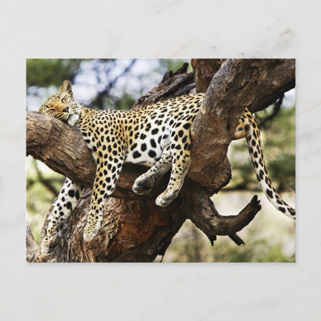 Sleeping Cheetah Postcard (Front)