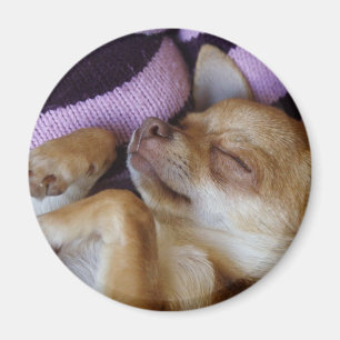 Sleeping Chihuahua Magnet