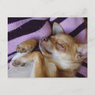 Sleeping Chihuahua Postcard