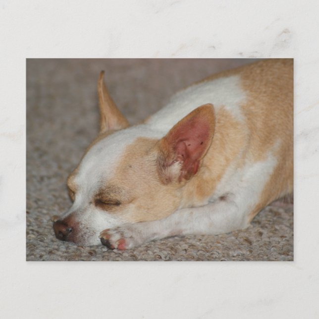 Sleeping Chihuahua Postcard (Front)