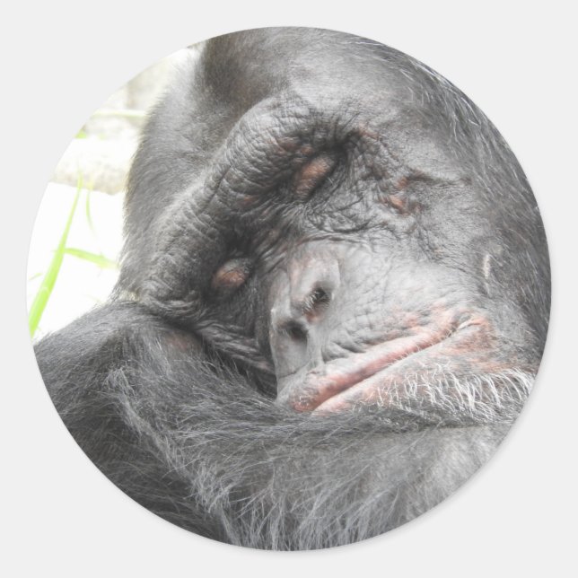 Sleeping Chimpanzee Sticker (Front)