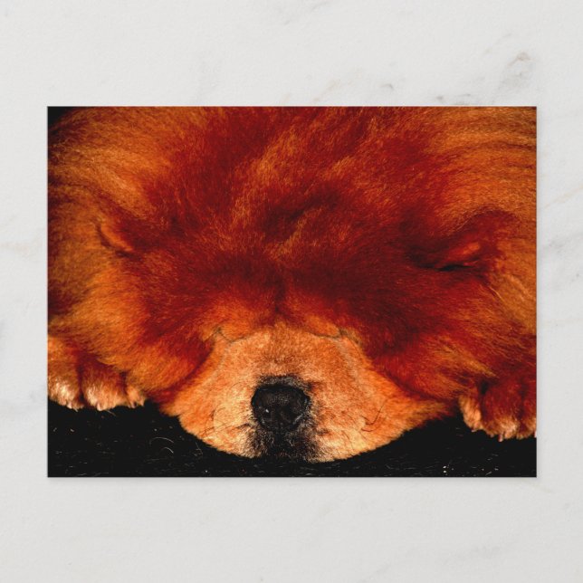 Sleeping Chow Chow pccna Postcard (Front)