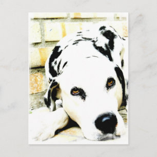 Sleeping Dalmatian Postcards