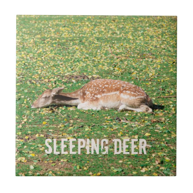 Sleeping Deer in hibernation in autumn on meadow Tile (Front)