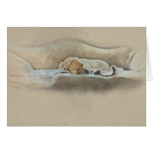 sleeping dog