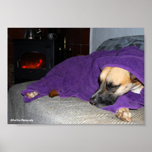 Sleeping Dog by Fireplace Poster (Front)