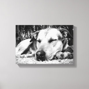 Sleeping Dog Canvas Print