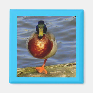 Sleeping Duck Magnet