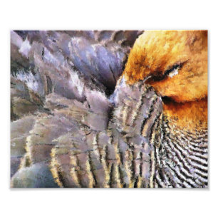 SLEEPING DUCK PHOTO PRINT