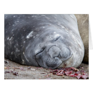 Sleeping elephant seal