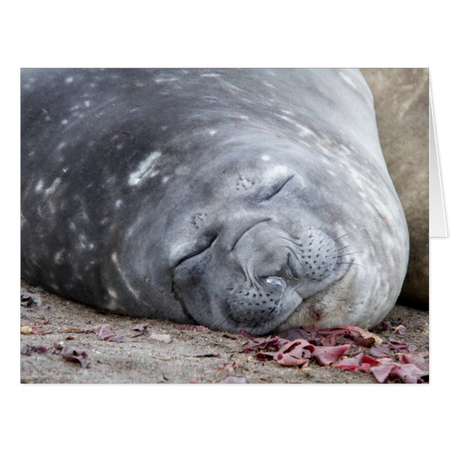 Sleeping elephant seal (Front Horizontal)