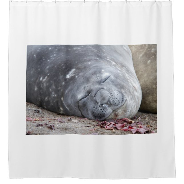 Sleeping elephant seal (Front)