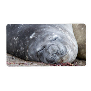Sleeping elephant seal