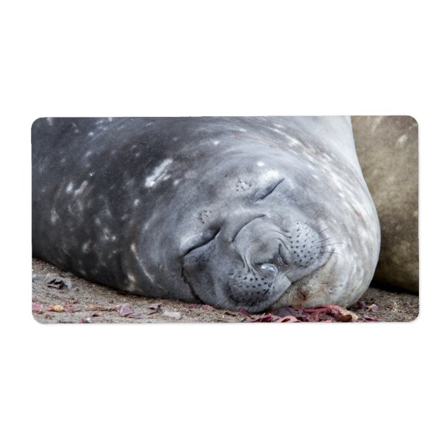 Sleeping elephant seal (Front)
