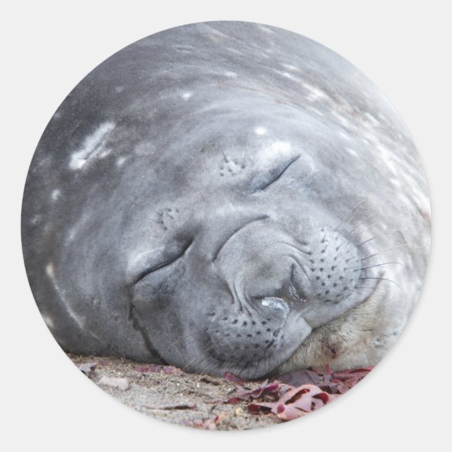 Sleeping elephant seal (Front)