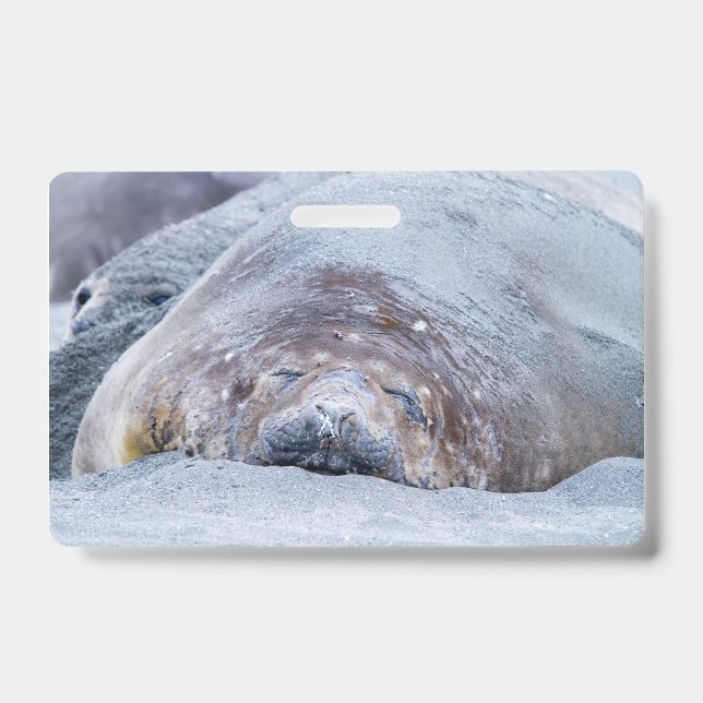 Sleeping elephant seal badge (Front)