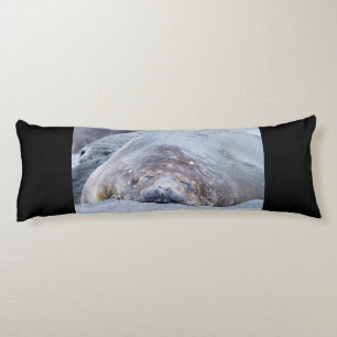 Sleeping elephant seal body pillow