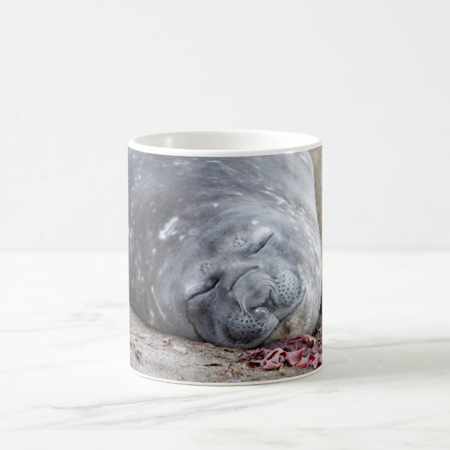 Sleeping elephant seal coffee mug (Center)