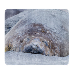 Sleeping elephant seal cutting board